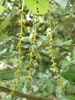 Nombreuses fleurs mâles en forme de chatons verdâtres puis jaunes longs de 4-6 cm, allongés et pendants. Agrandir dans une nouvelle fenêtre (ou onglet)